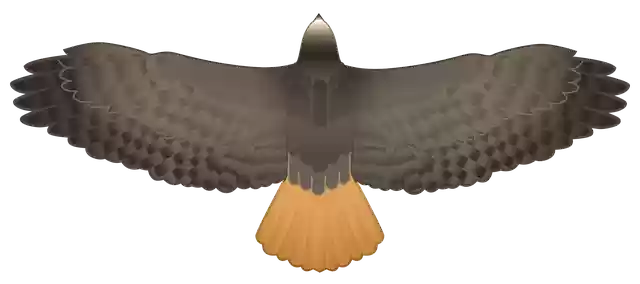 Free download Hawk Predator Falcon -  free illustration to be edited with GIMP free online image editor