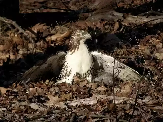 Free download Hawk Prey Hunt -  free photo or picture to be edited with GIMP online image editor