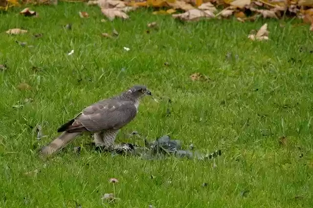 Free download Hawk Raptor Bird -  free free photo or picture to be edited with GIMP online image editor