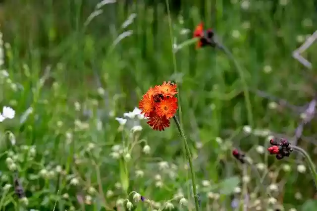 Free download Hawkweed Orange Nature -  free photo or picture to be edited with GIMP online image editor