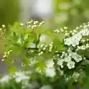 Hawthorn Blossoms in Spring Light  screen for extension Chrome web store in OffiDocs Chromium