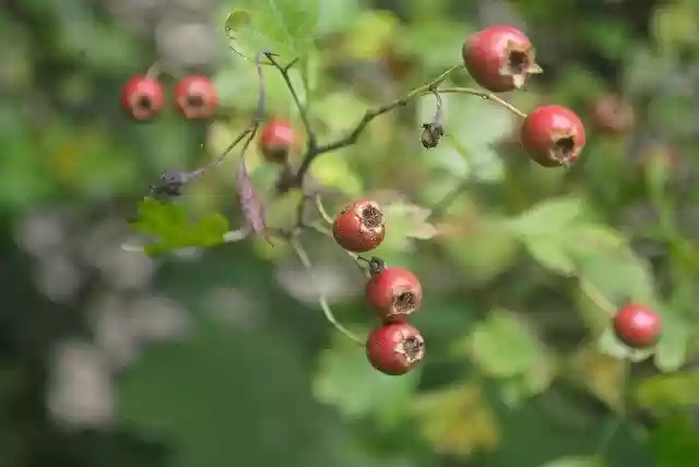 Free download Hawthorn Plant Shrub -  free photo or picture to be edited with GIMP online image editor