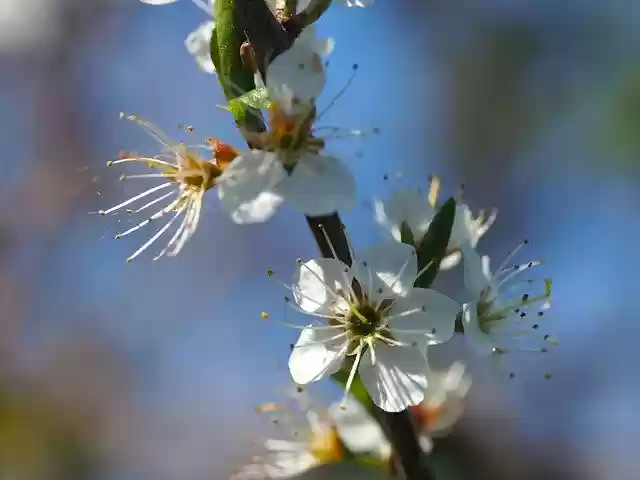 Free download Hawthorn Spring Bush -  free photo or picture to be edited with GIMP online image editor