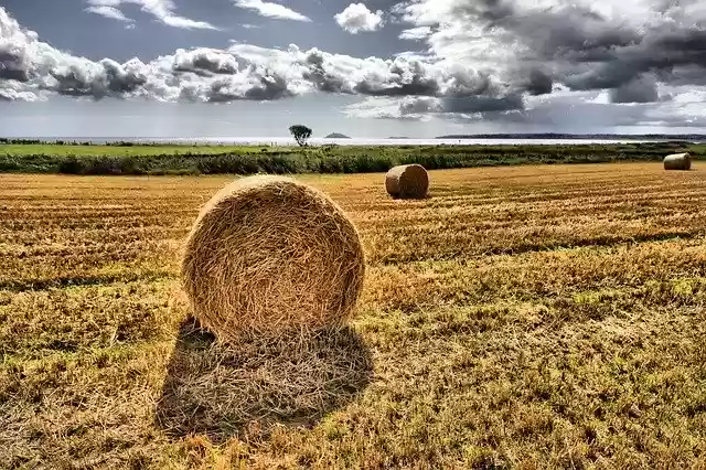 Free download Hay Field Ocean -  free photo or picture to be edited with GIMP online image editor