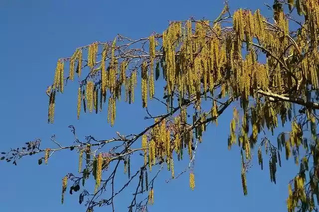 Free download Hazel Flowers Hazelnut -  free photo or picture to be edited with GIMP online image editor