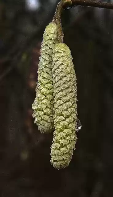 Free download hazelnut hazelnut blossoms nature free picture to be edited with GIMP free online image editor