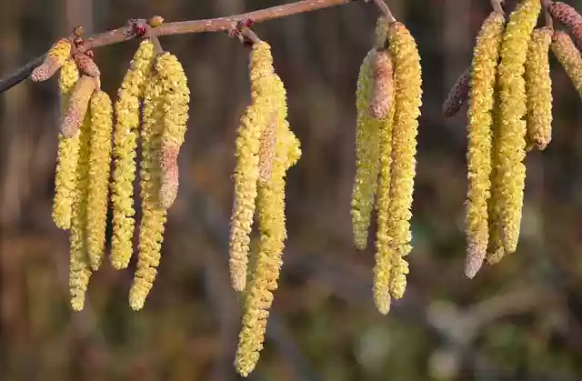 Free download hazelnut plant common hazel free picture to be edited with GIMP free online image editor