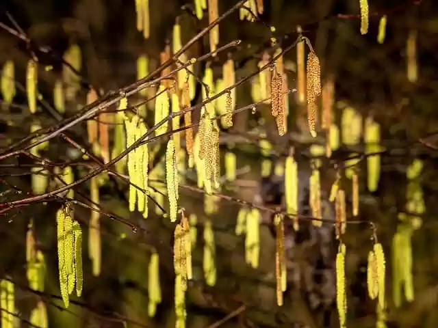Free download hazel smooth alder hazel alder free picture to be edited with GIMP free online image editor