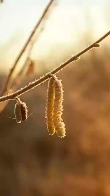 Free download hazel twig ripe frozen spider web free picture to be edited with GIMP free online image editor
