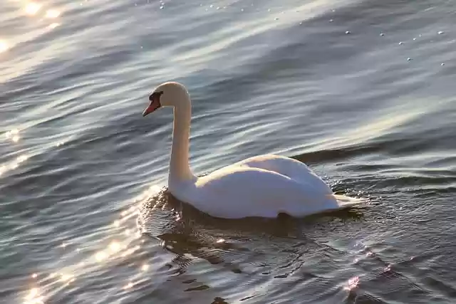 Free download hd background swan waterfowl water free picture to be edited with GIMP free online image editor