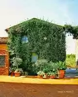Free download HDR Photograph of a Vine-Covered Building in Vinci, Italy free photo or picture to be edited with GIMP online image editor
