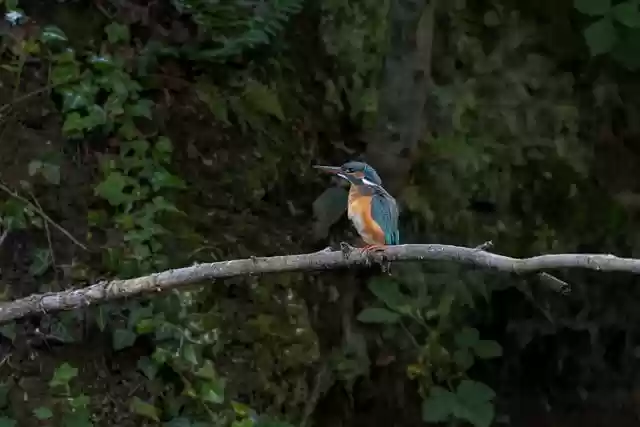 Free download hd wallpaper bird kingfisher free picture to be edited with GIMP free online image editor