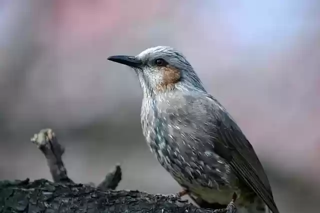 Free download hd wallpaper bird worm bird beak free picture to be edited with GIMP free online image editor