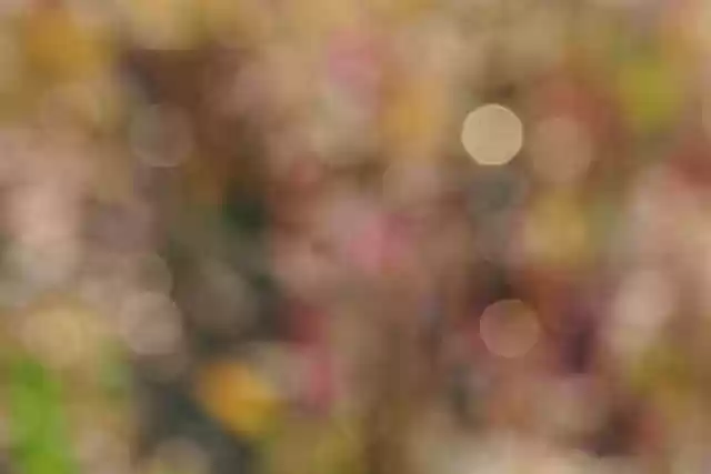 Free download hd wallpaper bokeh blurred free picture to be edited with GIMP free online image editor