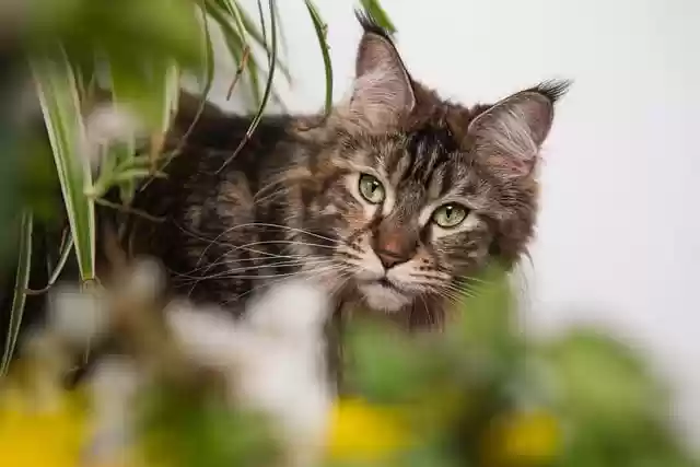 Free download hd wallpaper cat maine coon pet free picture to be edited with GIMP free online image editor