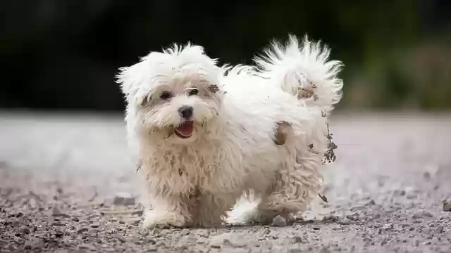 Free download hd wallpaper dog pet animal canine free picture to be edited with GIMP free online image editor