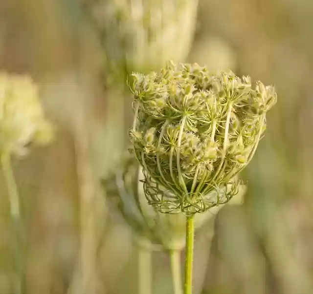 Free download hd wallpaper flower yarrow bloom free picture to be edited with GIMP free online image editor