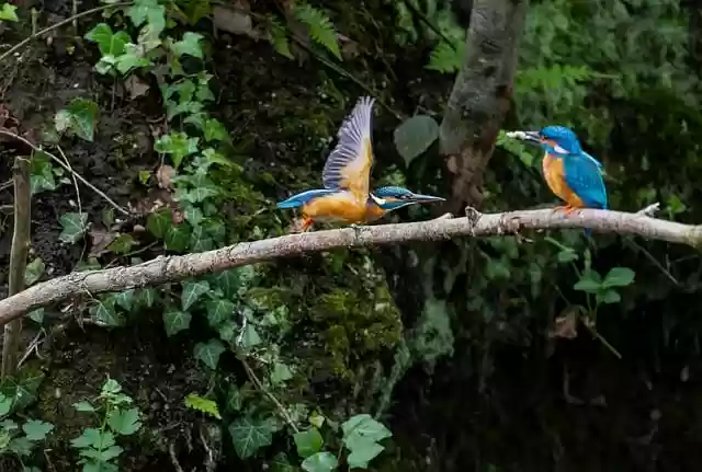 Free download hd wallpaper kingfisher trees free picture to be edited with GIMP free online image editor