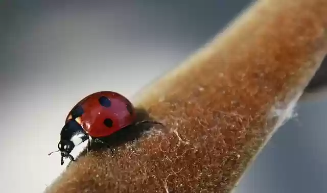 Free download hd wallpaper ladybug macro cute free picture to be edited with GIMP free online image editor