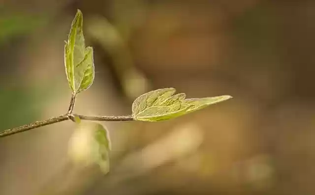 Free download hd wallpaper leaf buds green leaves free picture to be edited with GIMP free online image editor