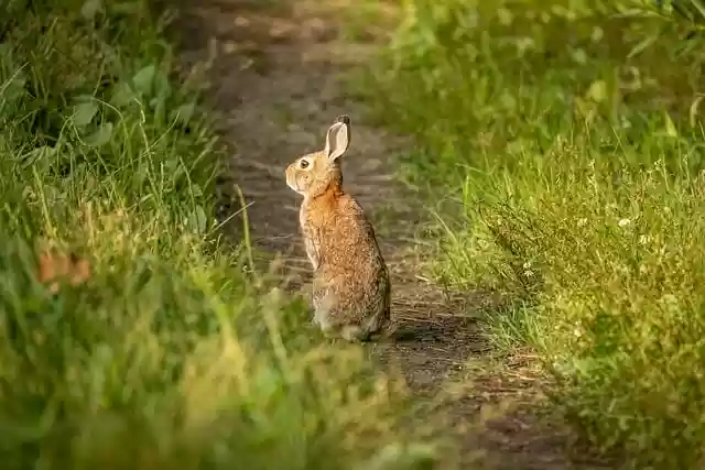 Free download hd wallpaper nature wallpaper hare free picture to be edited with GIMP free online image editor