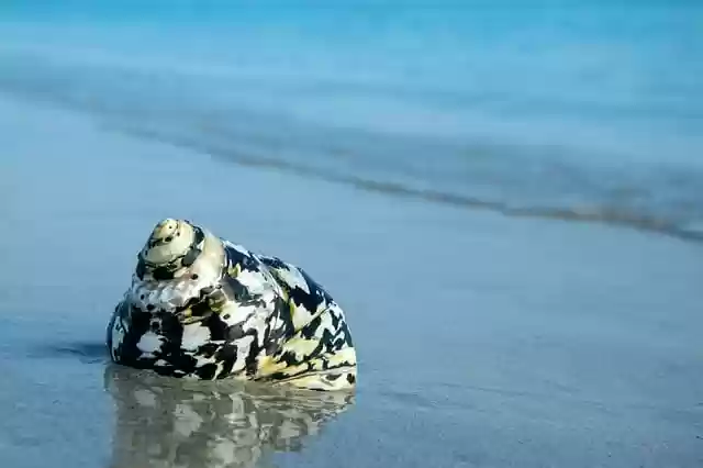 hd wallpaper nature wallpaper shell by OffiDocs