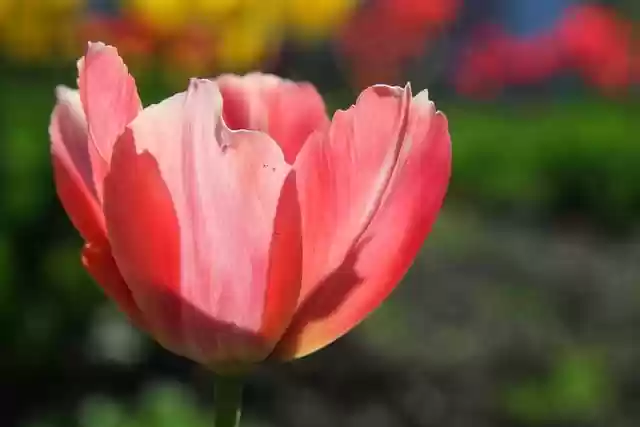 Free download hd wallpaper nature wallpaper tulip free picture to be edited with GIMP free online image editor
