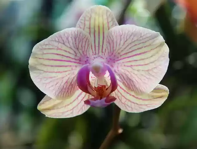 Free download hd wallpaper orchid flower floral free picture to be edited with GIMP free online image editor