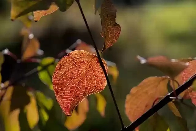 Free download hd wallpaper tree leaves outdoors free picture to be edited with GIMP free online image editor