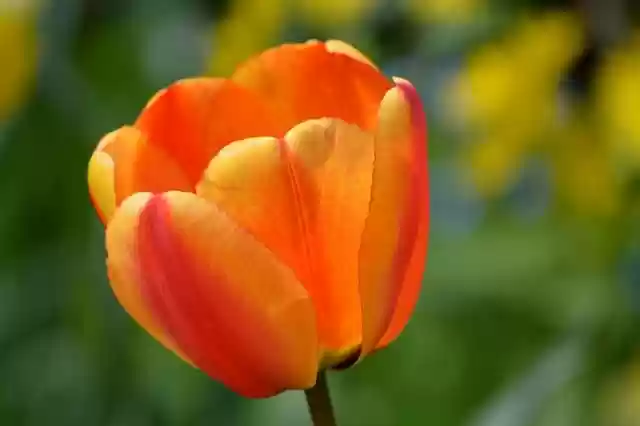 Free download hd wallpaper tulip orange tulip free picture to be edited with GIMP free online image editor