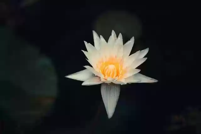 Free download hd wallpaper water lily flower free picture to be edited with GIMP free online image editor