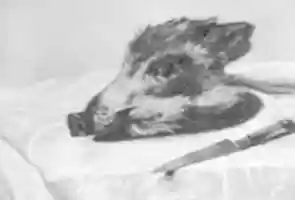 Free download Head of a Wild Boar free photo or picture to be edited with GIMP online image editor