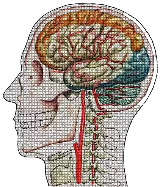 Free download Head Skull Cerebral Blood Flow -  free illustration to be edited with GIMP free online image editor