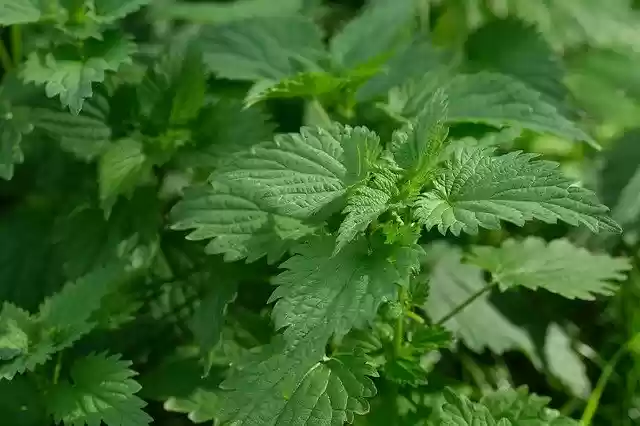 Muat turun percuma Herba Vitamin Kesihatan - foto atau gambar percuma untuk diedit dengan editor imej dalam talian GIMP