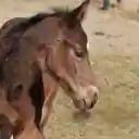 Healthy Brown Horse  screen for extension Chrome web store in OffiDocs Chromium