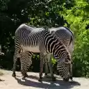 Healthy zebras  screen for extension Chrome web store in OffiDocs Chromium