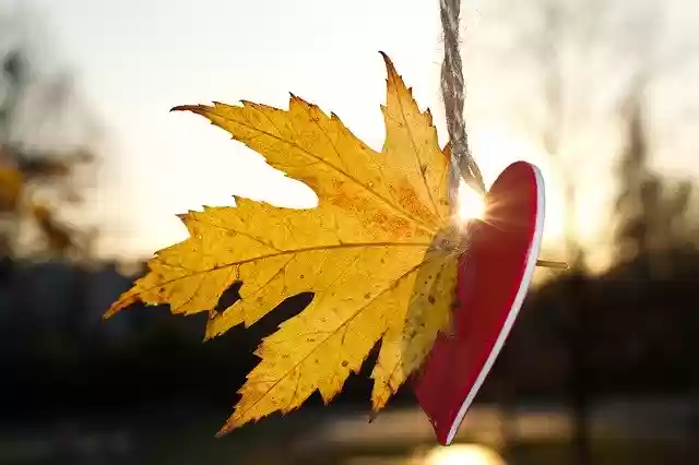 Free download Heart Autumn Love -  free free photo or picture to be edited with GIMP online image editor