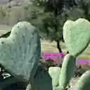 heart cactus  screen for extension Chrome web store in OffiDocs Chromium