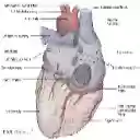 Heart Dissection  screen for extension Chrome web store in OffiDocs Chromium