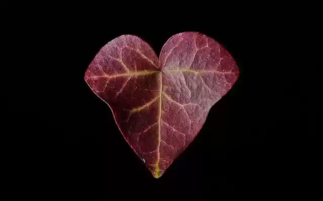 Free download Heart Leaf Autumn -  free free photo or picture to be edited with GIMP online image editor