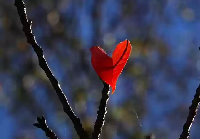 Free download heart leaf fall branch tree free picture to be edited with GIMP free online image editor
