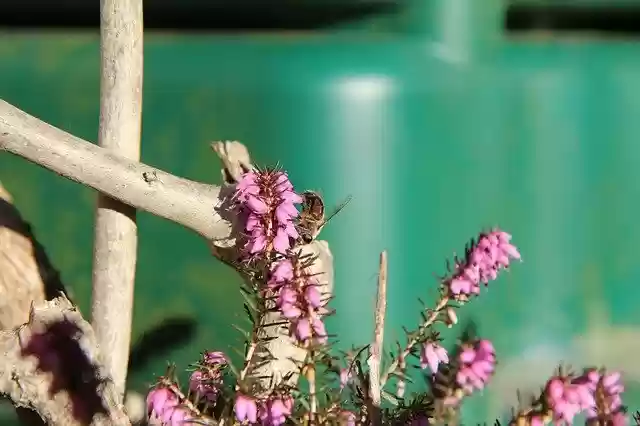 Free download Heather Bee Insect -  free photo or picture to be edited with GIMP online image editor