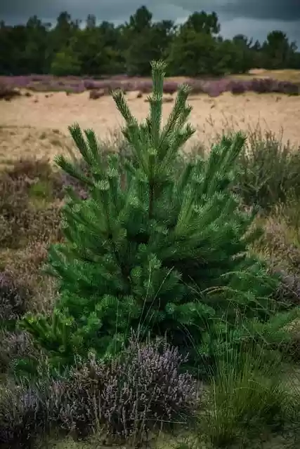 Free download heather pine sand outdoors woods free picture to be edited with GIMP free online image editor