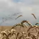 heavy ears of wheat  screen for extension Chrome web store in OffiDocs Chromium