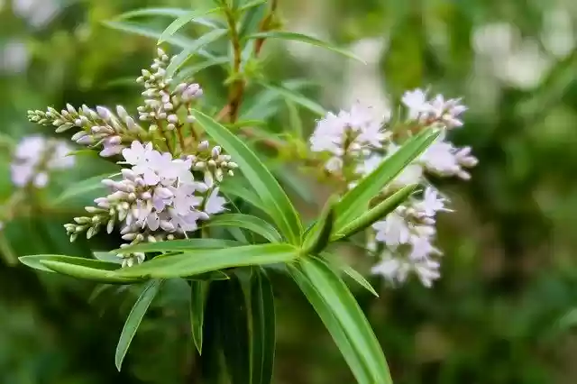 Free download Hebe Salicifolia Koromiko New -  free free photo or picture to be edited with GIMP online image editor
