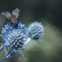 Hedgehog fly insects  screen for extension Chrome web store in OffiDocs Chromium