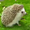 Hedgehog on the lawn wallpaper  screen for extension Chrome web store in OffiDocs Chromium