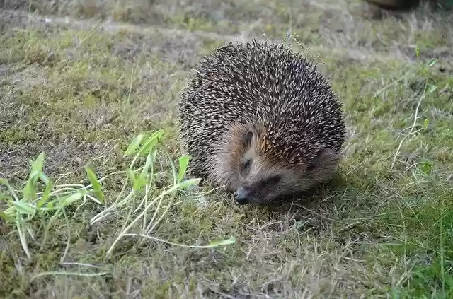 Free download Hedgehog Prickly Animal -  free photo or picture to be edited with GIMP online image editor