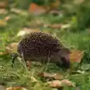 HEDGEHOG Theme  screen for extension Chrome web store in OffiDocs Chromium