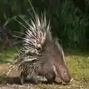 Hedgehog Wallpaper  screen for extension Chrome web store in OffiDocs Chromium